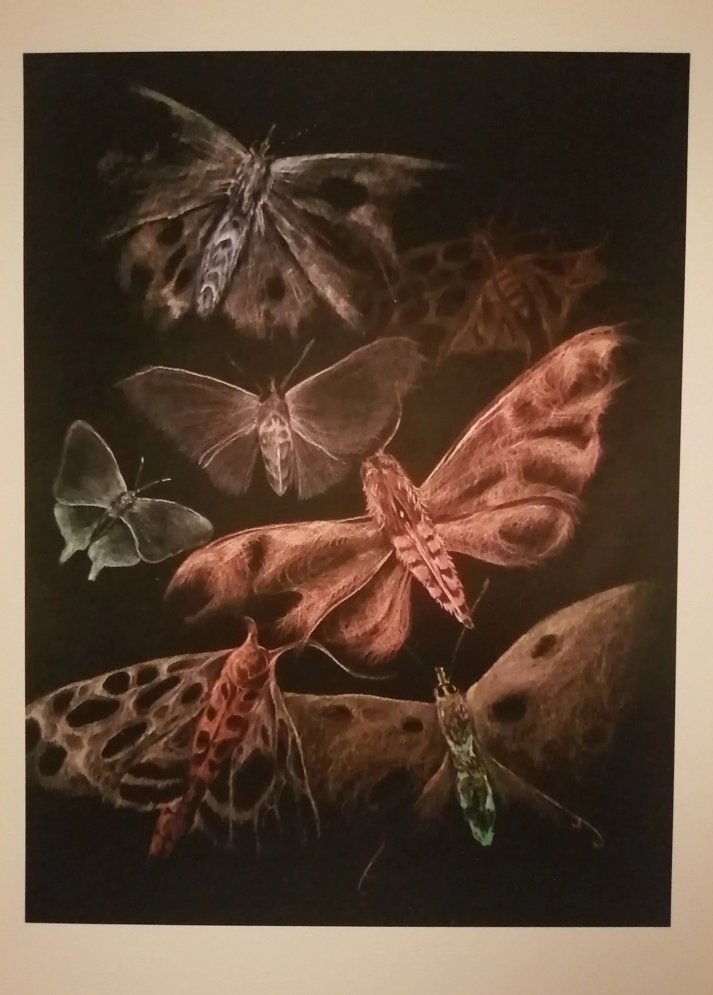 Butterflies