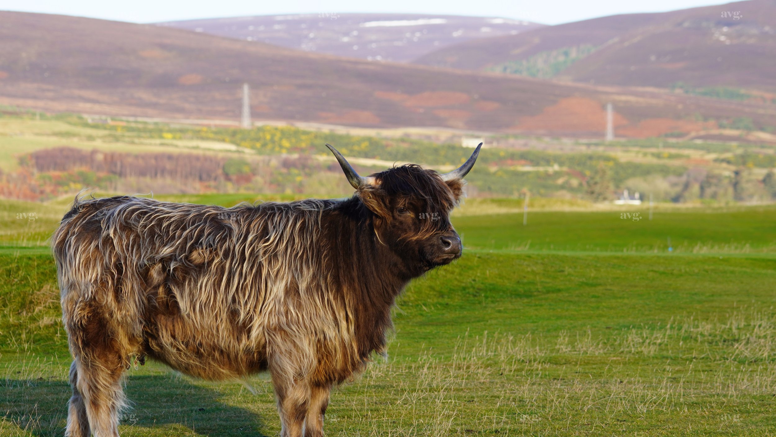 Brora 1.jpeg