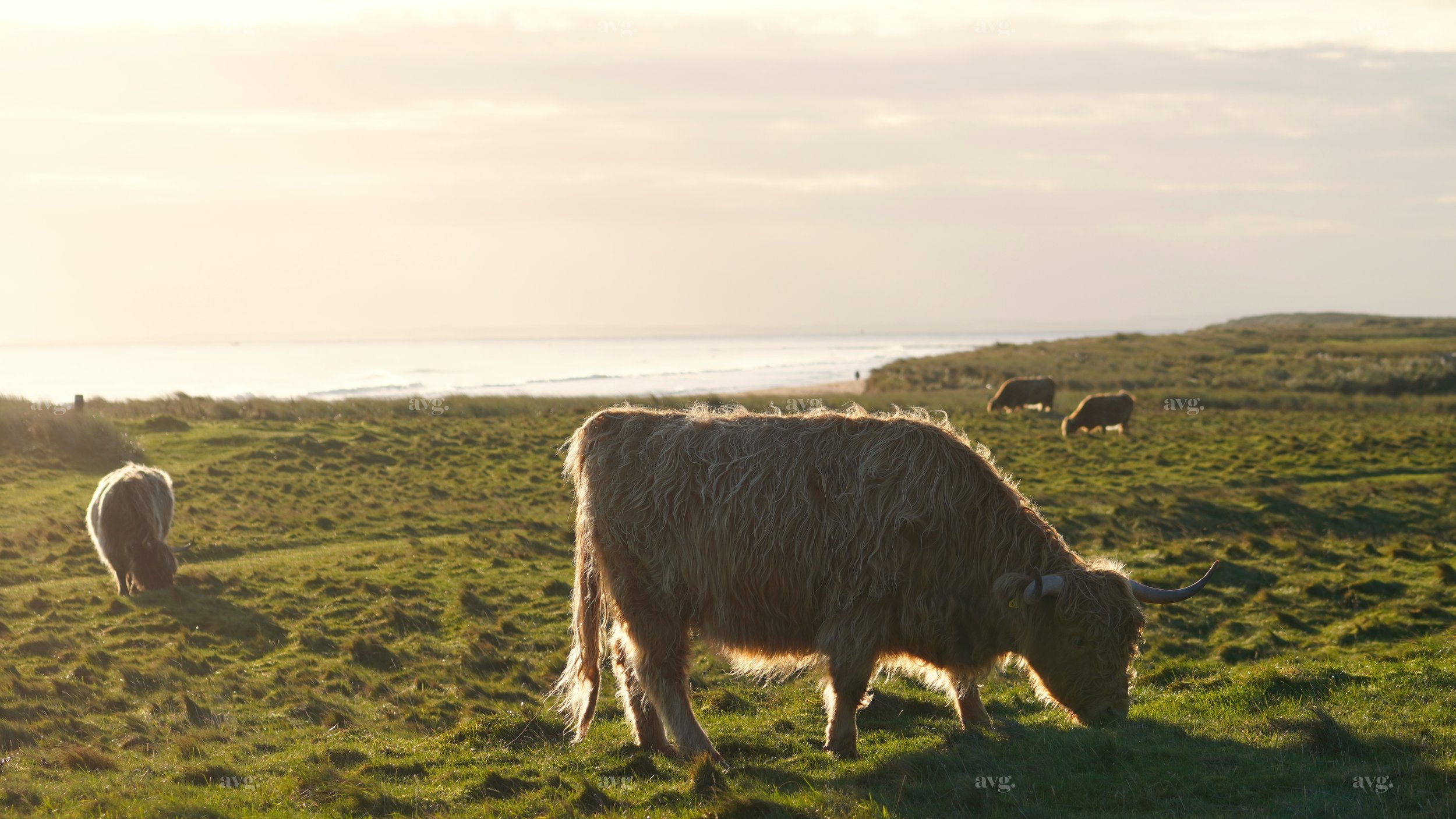 Brora 4.jpeg