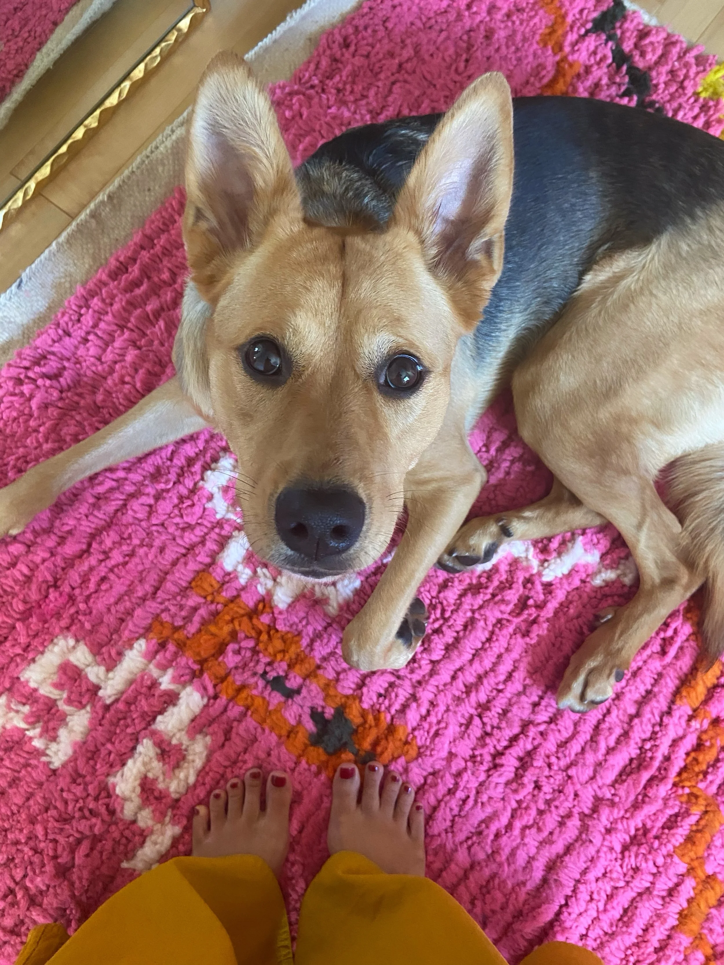 🎶 it&rsquo;sss my birthdayy and i can have a pink rug if i want to 🌸🧡🎂

if you see this in the back area of the studio, just know.. foreseeable naps are a must. maple thinks it&rsquo;s cozy. 

alsooo.. i heard you friends ♡ sundays are now open!