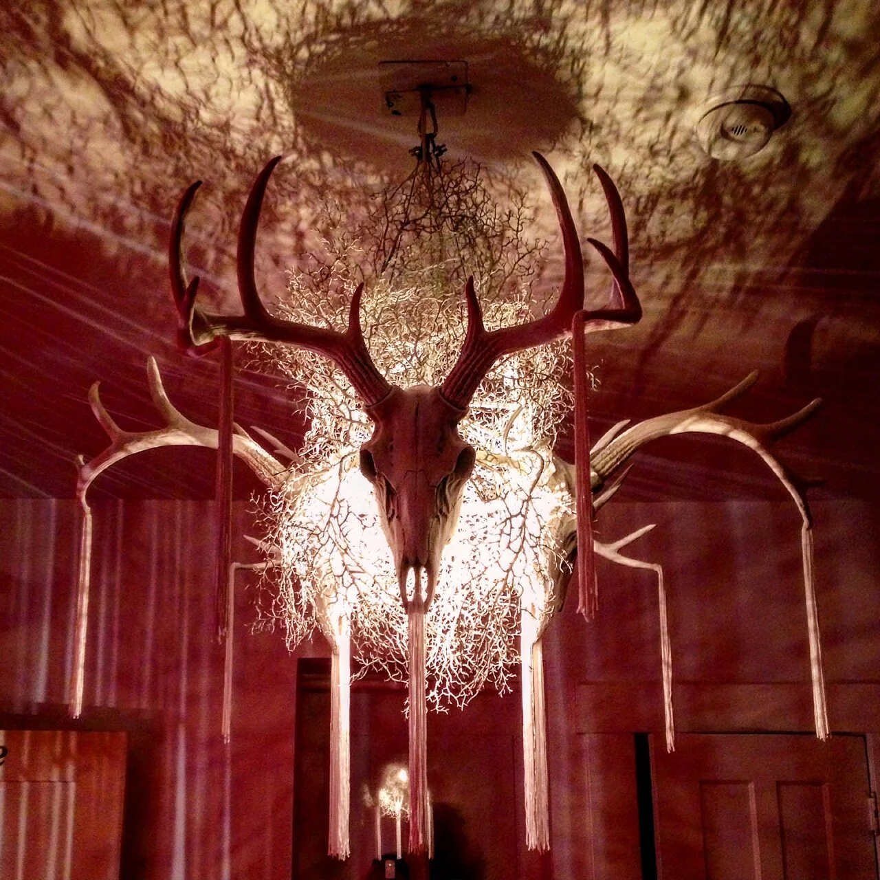 deerskull.JPG