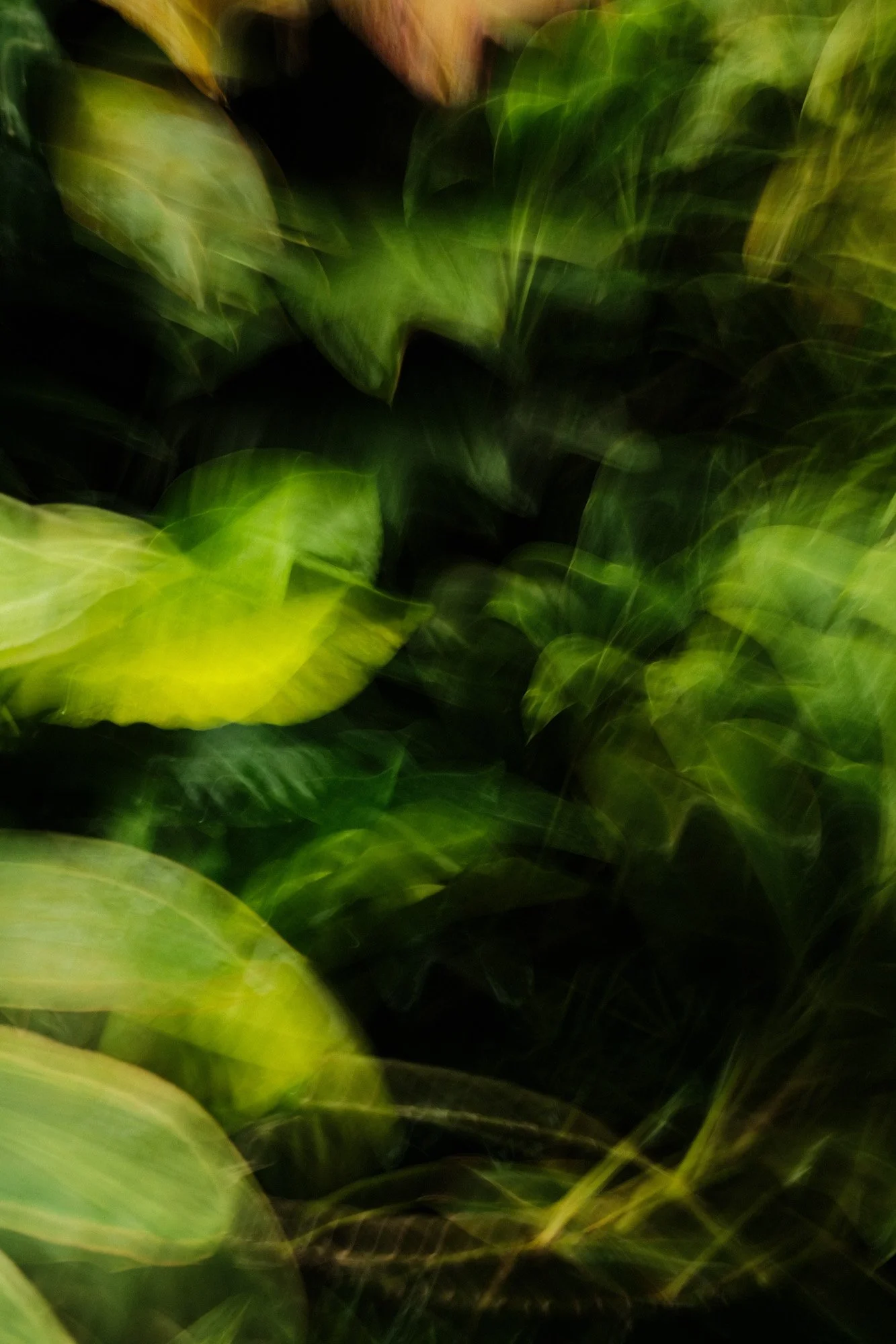 DSCF8807.jpg