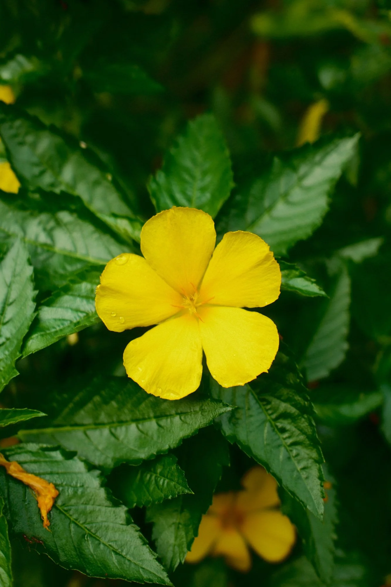 DSCF7519.jpg