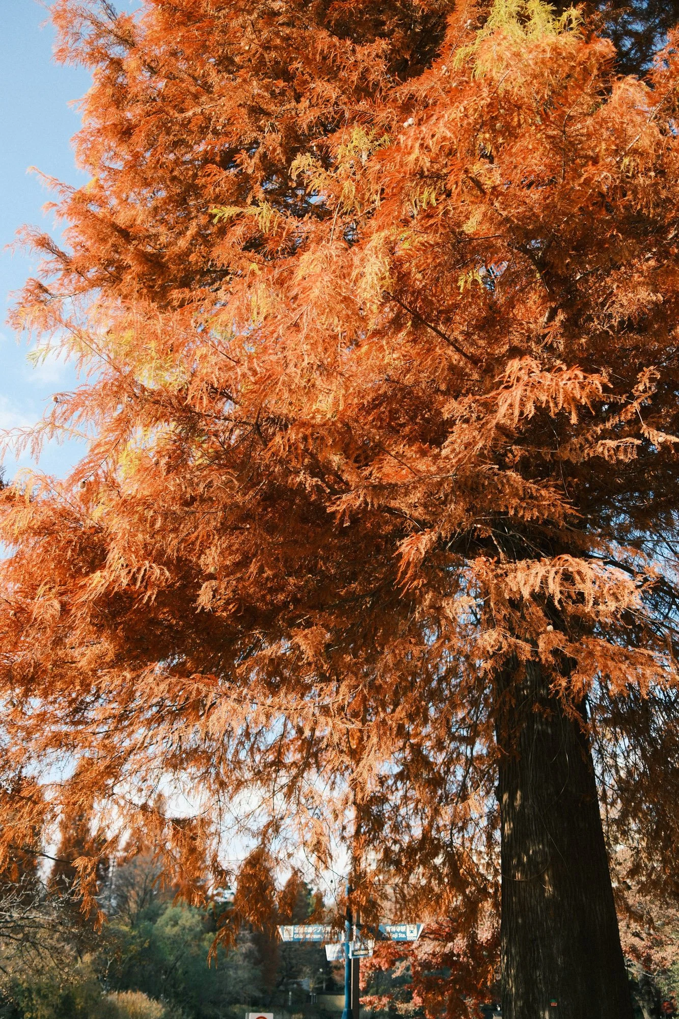 DSCF9176.jpg