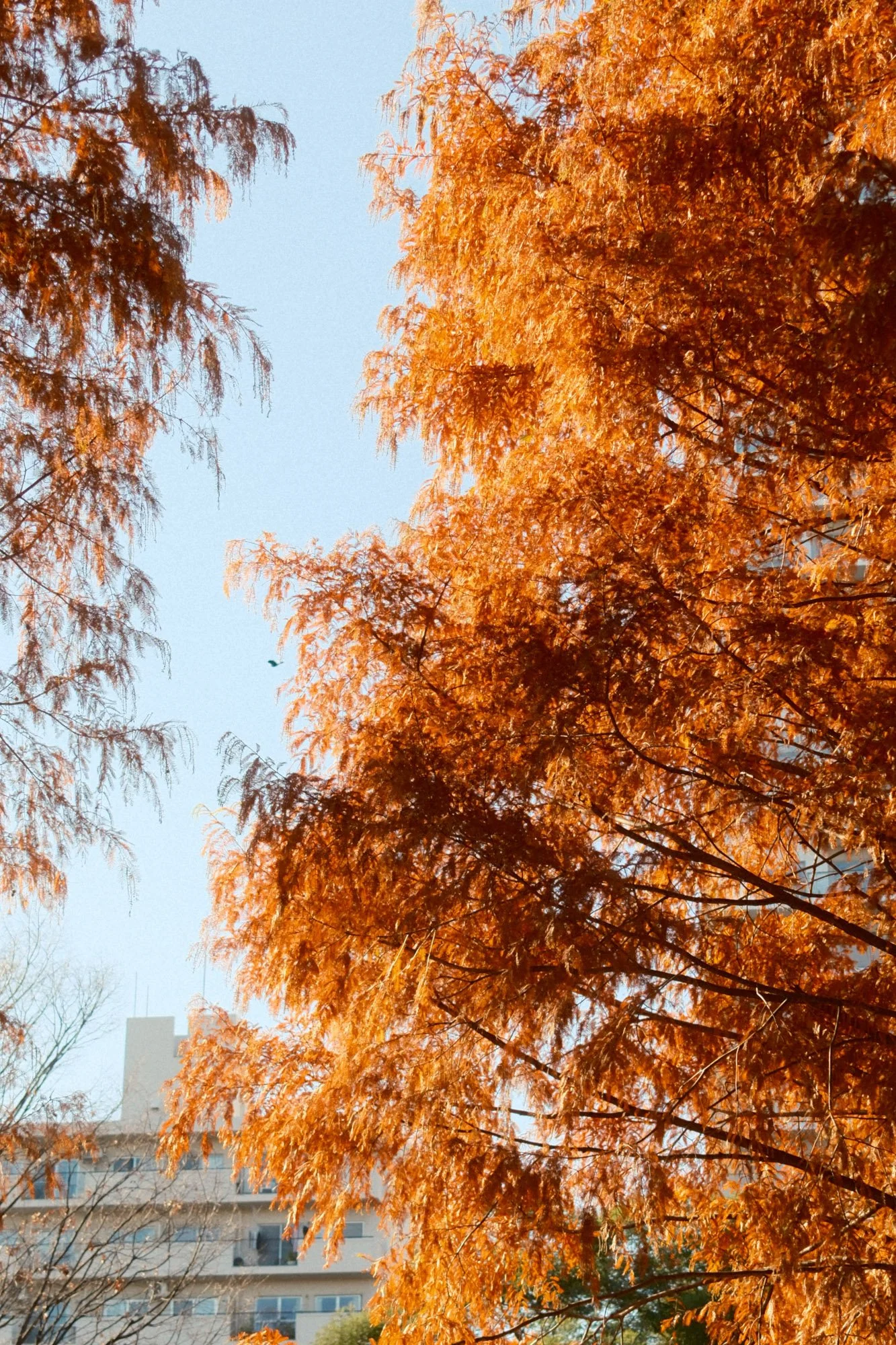 DSCF9367.jpg