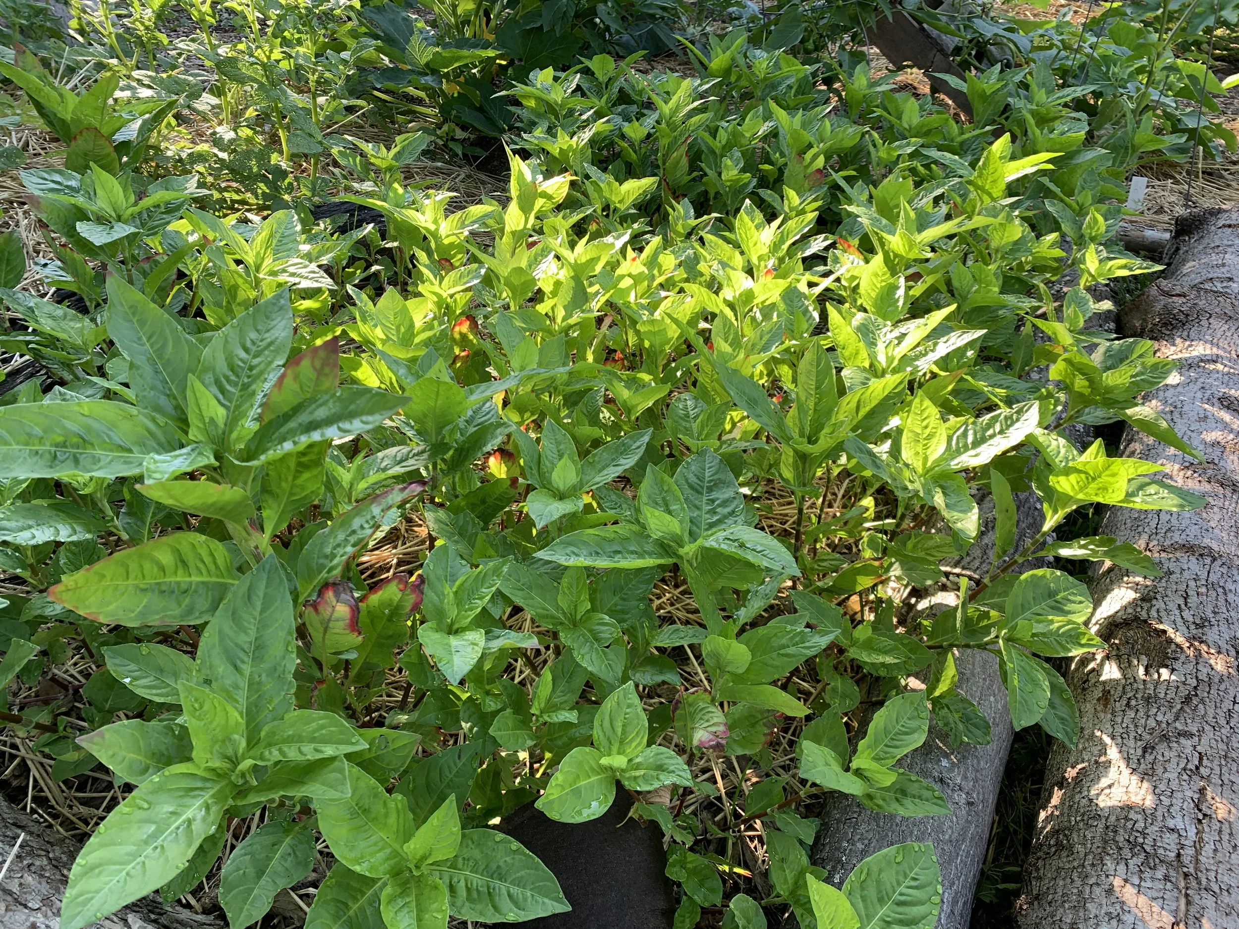 Growing in the garden