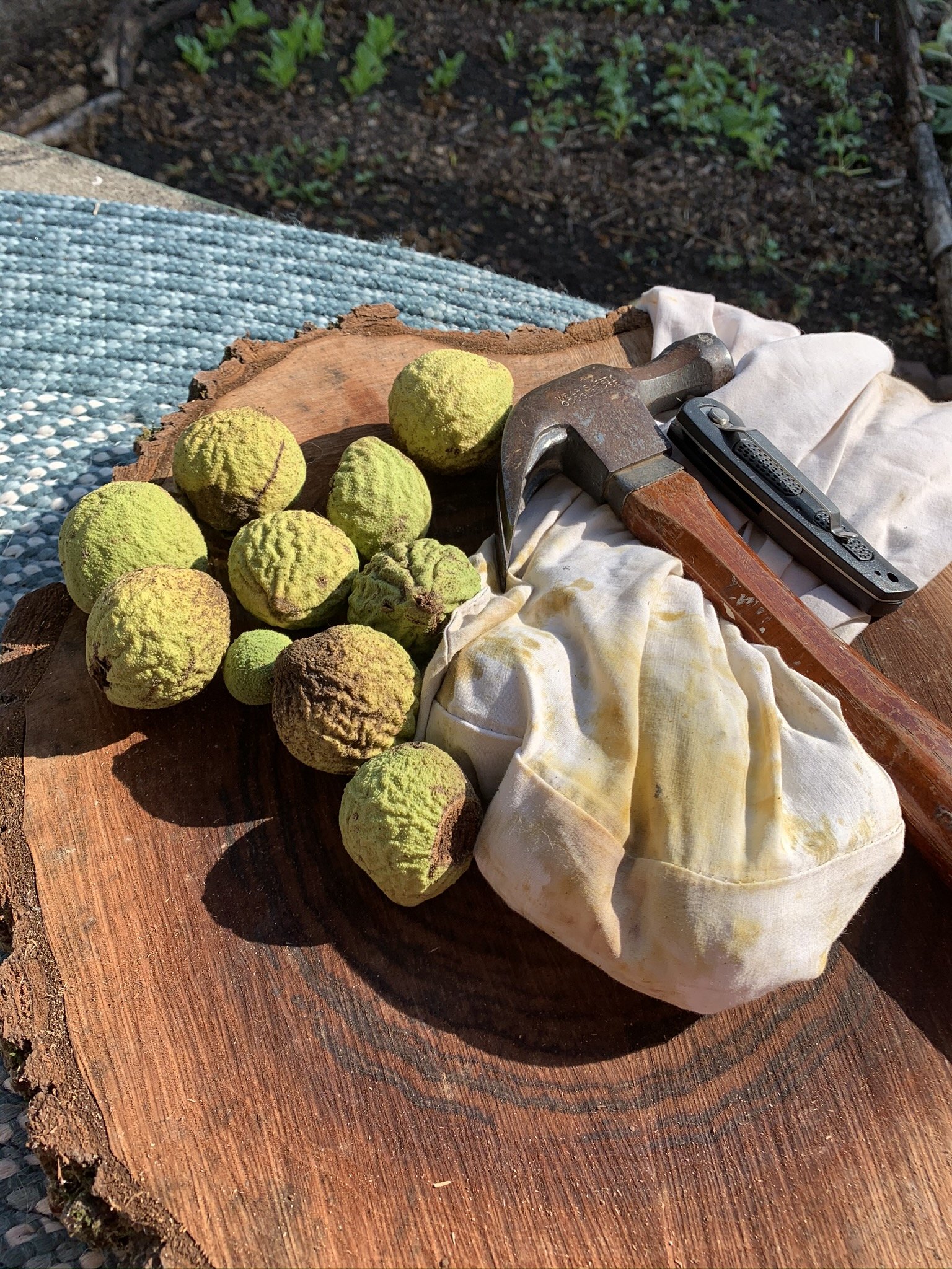 Cracking open walnut hulls