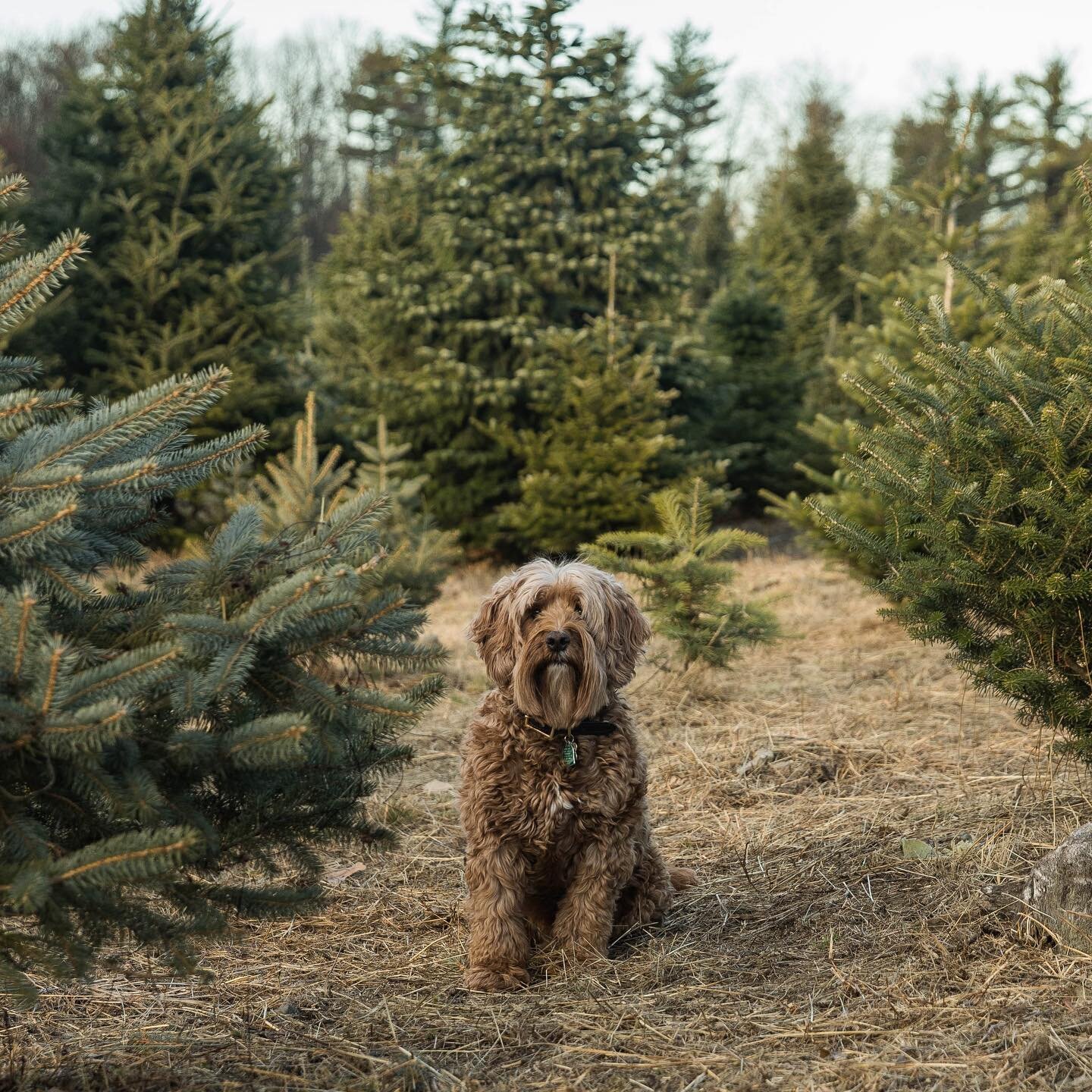 Happy December - Parker