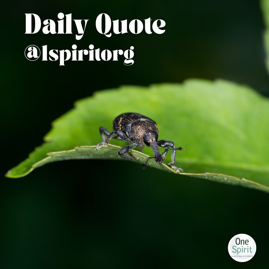 When we stop to assist a helpless beetle with a twig so it can turn over off its back and resume life, the entire universe knows it and responds.

&mdash;Dr. David R. Hawkins