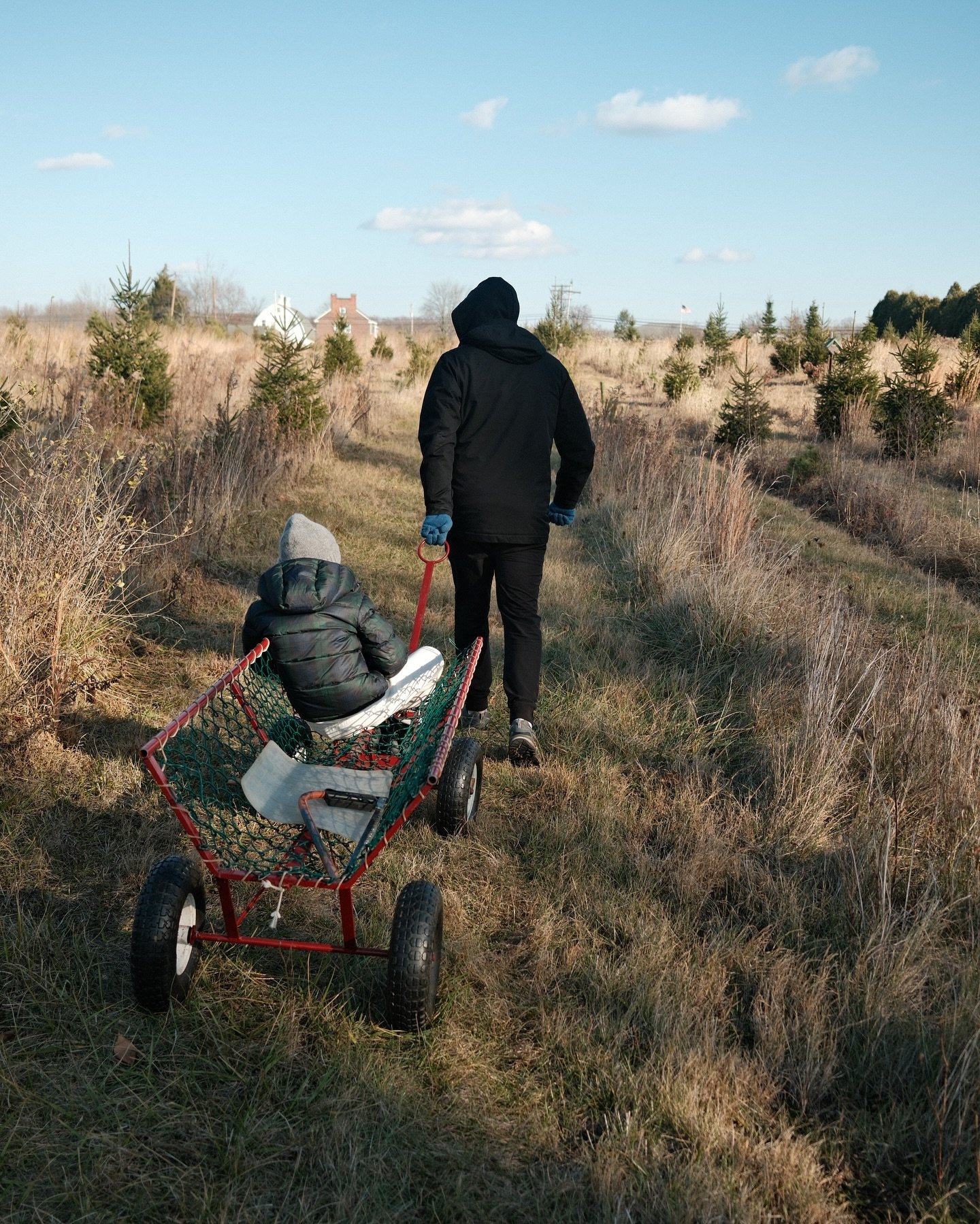 November #3, Christmas tree searching