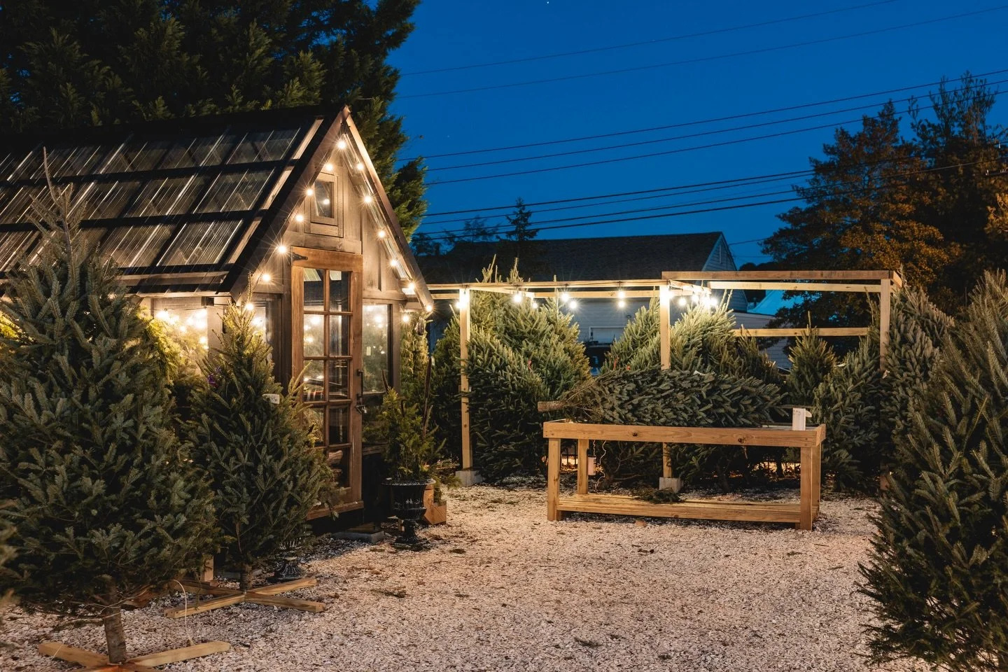 😍 How perfect is @shopvine.nj Christmas tree lot this year? Love seeing how they transform their space every season. 🎄