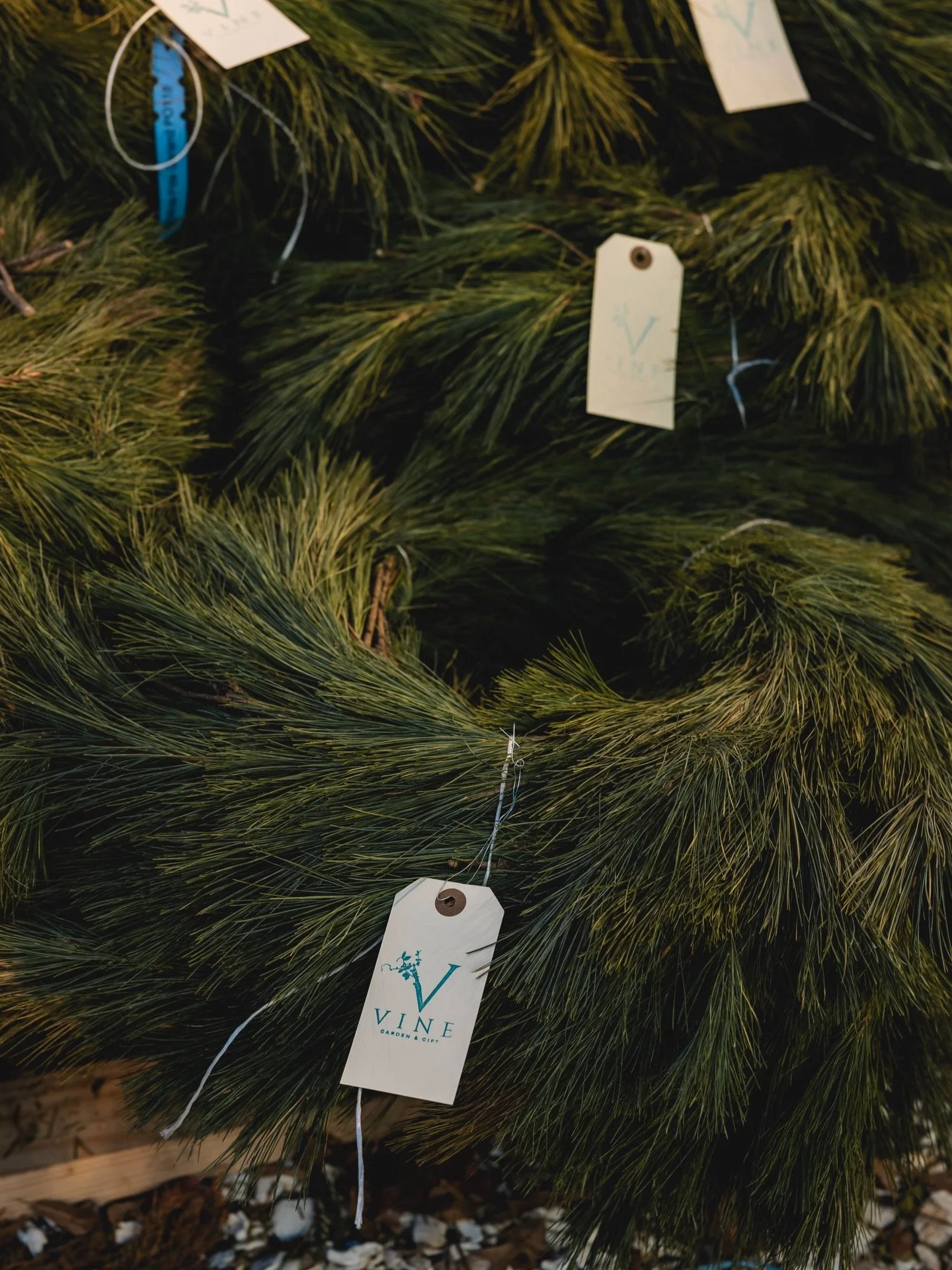 😍 How perfect is @shopvine.nj Christmas tree lot this year? Love seeing how they transform their space every season. 🎄