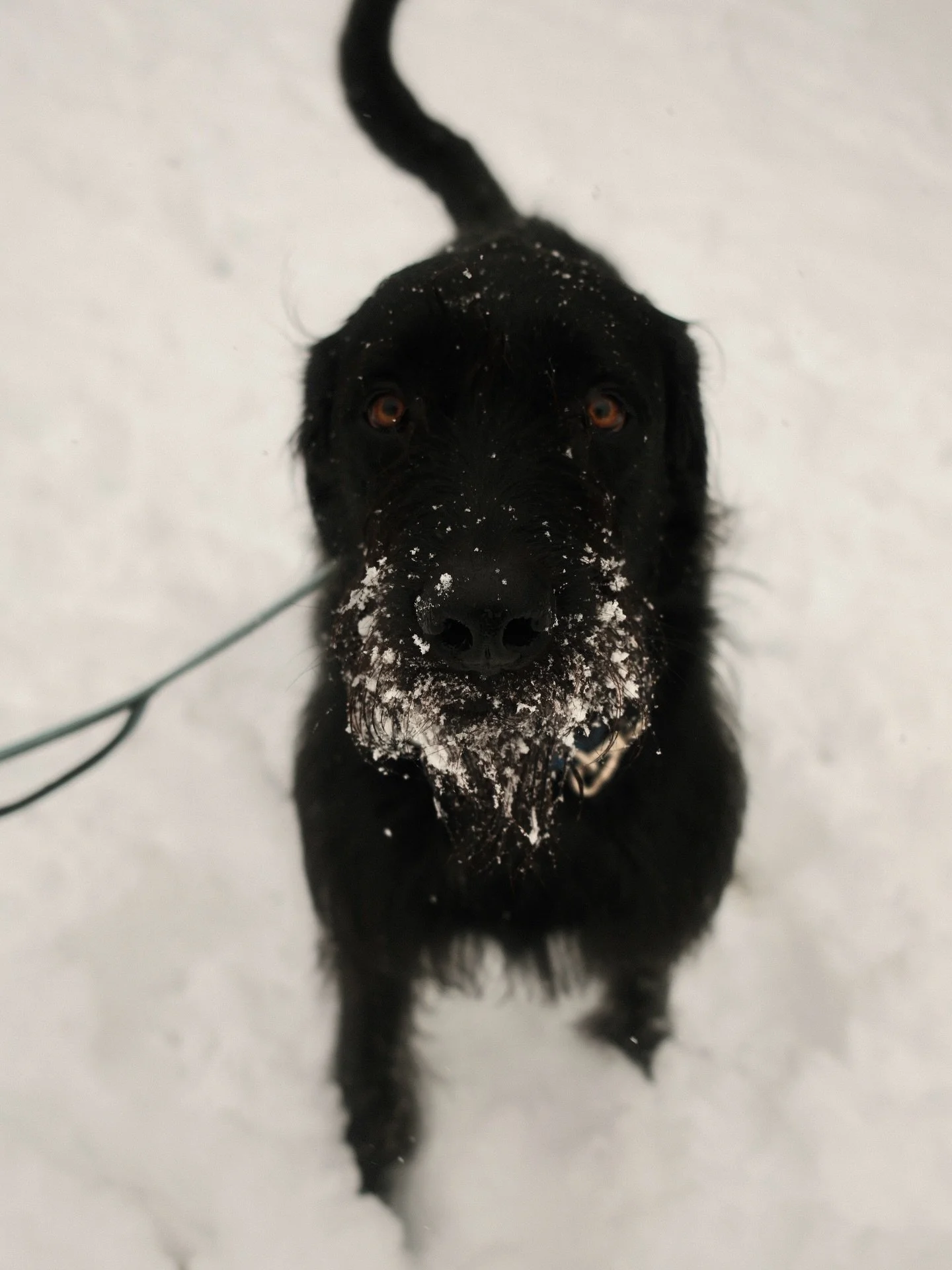 Louie got a brief moment of off-leash freedom. After, he caught snowballs and tried to eat our snowman. #x100vi