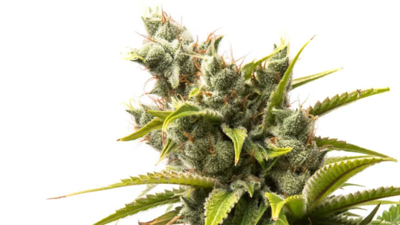 Cannabis Dictionary: Flower