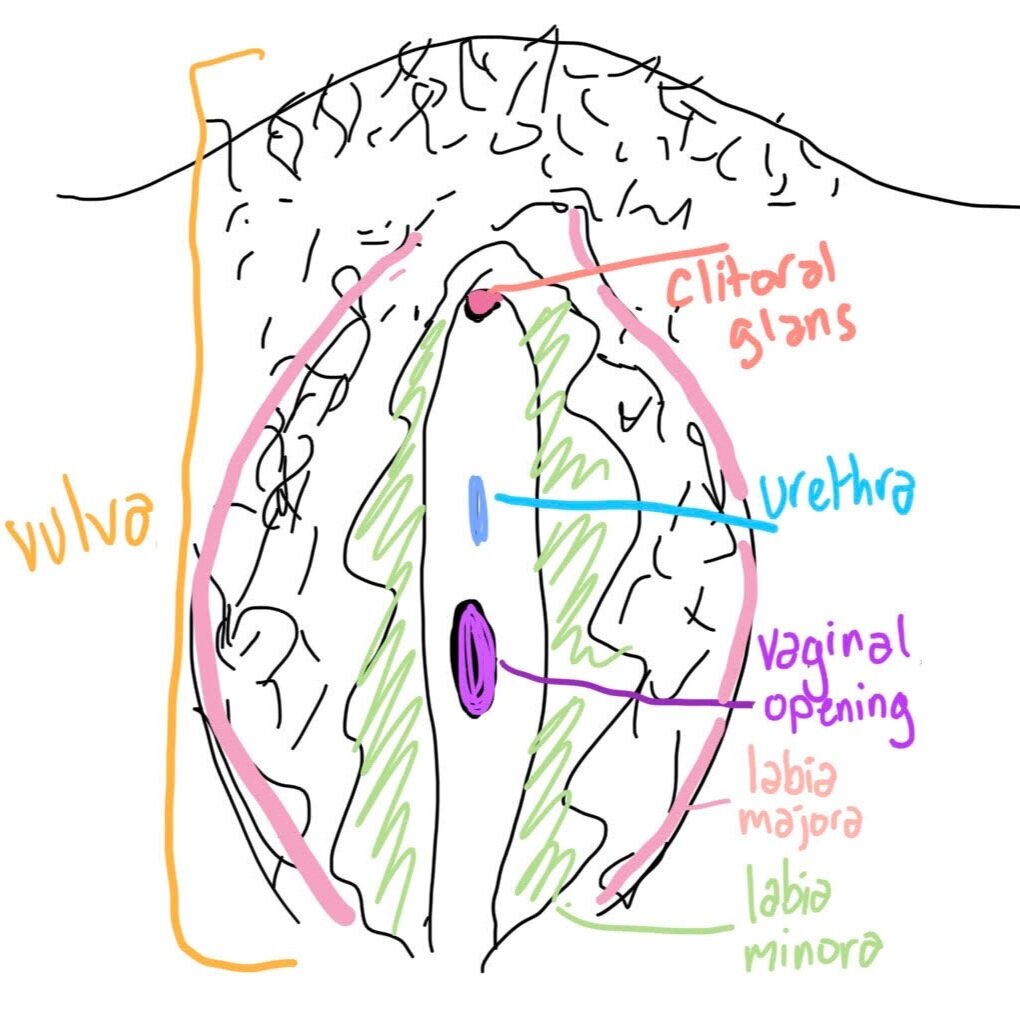 Hand-drawn diagram of the vulva by Eli Scriver. (Courtesy of Eli Scriver)