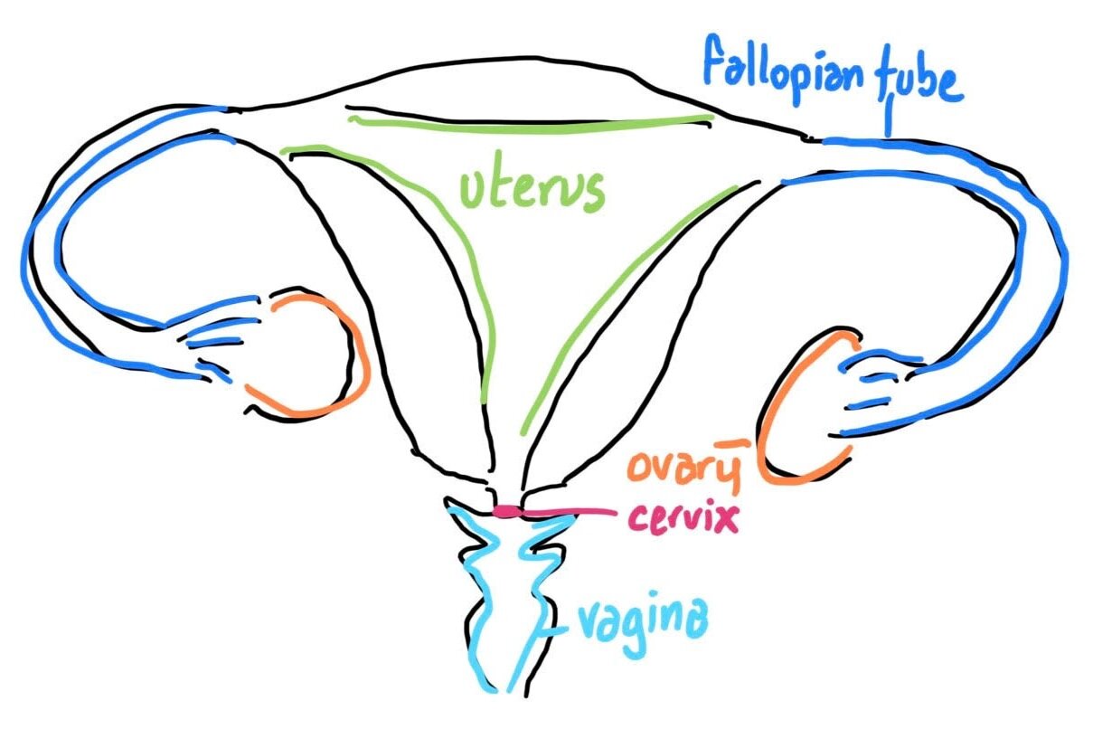 Hand-drawn diagram of the uterus and surrounding anatomy by Eli Scriver. (Courtesy of Eli Scriver)