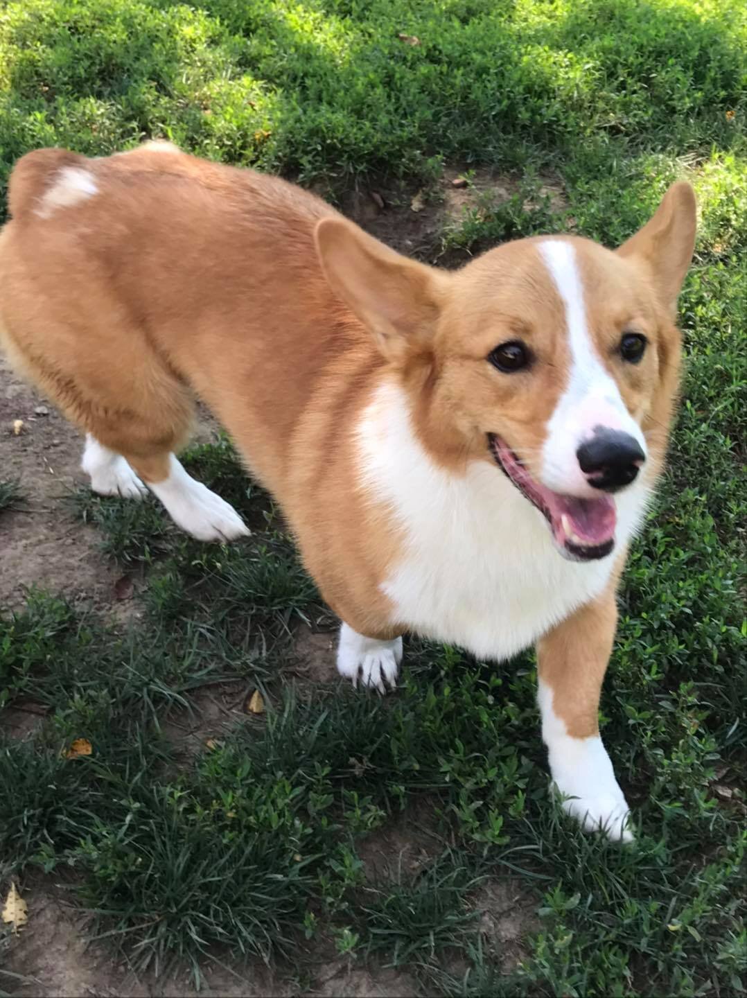 corgi.jpg