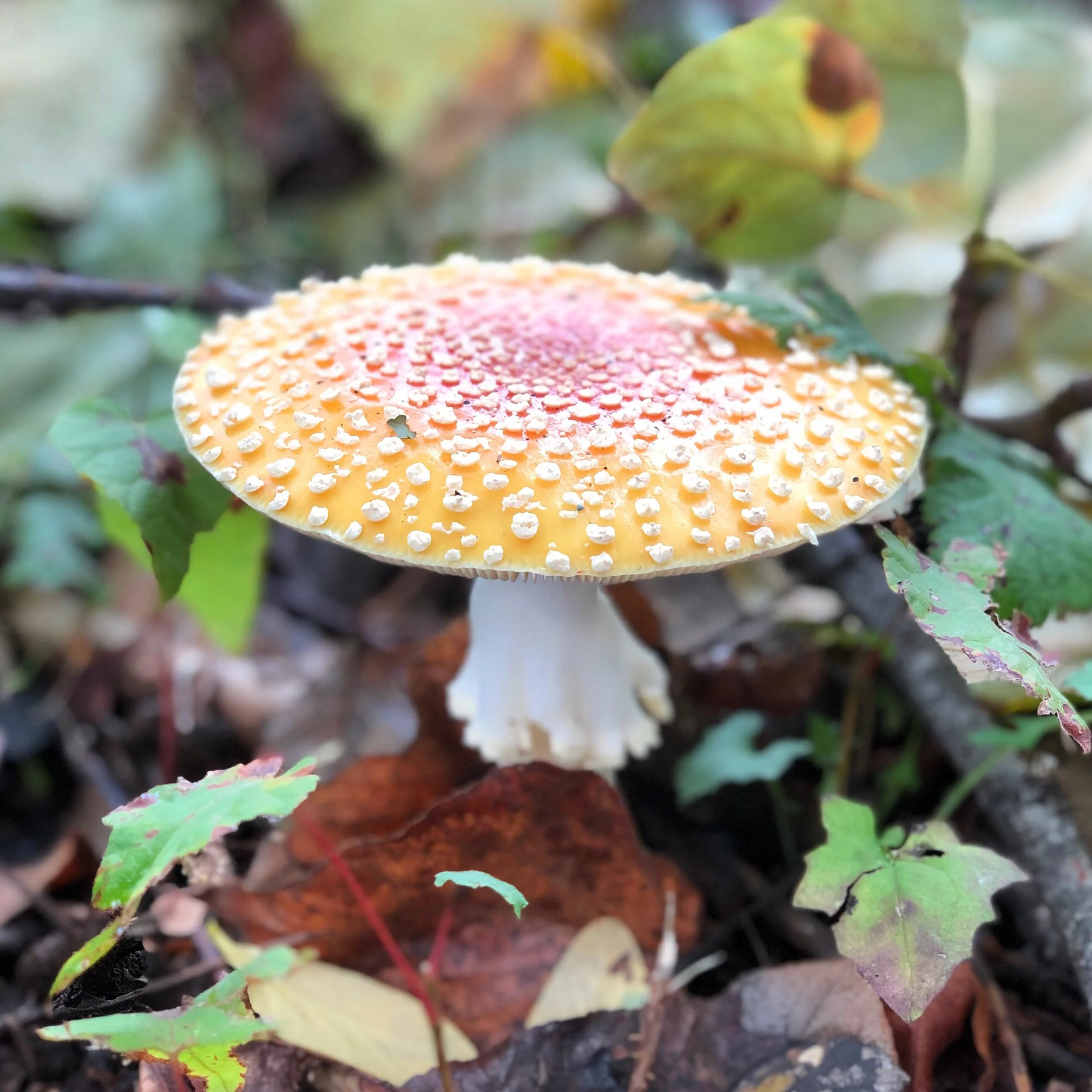 47C1F88B-9AC2-4BD0-8A1C-9AD2ADC8B0B6 (3).jpeg