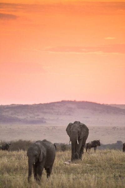 MaraExpeditionCamp_ElephantsSunset.jpg
