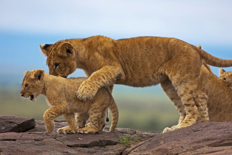 MaraPlainsCamp-Wildlife-GreatPlainsConservation-37.jpg