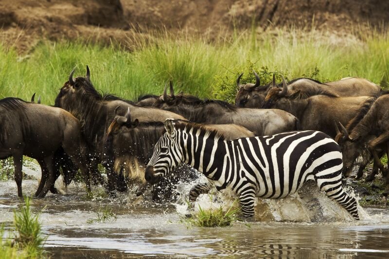 MaraExpeditionCamp-Wildlife-GreatPlainsConservation-17.jpg