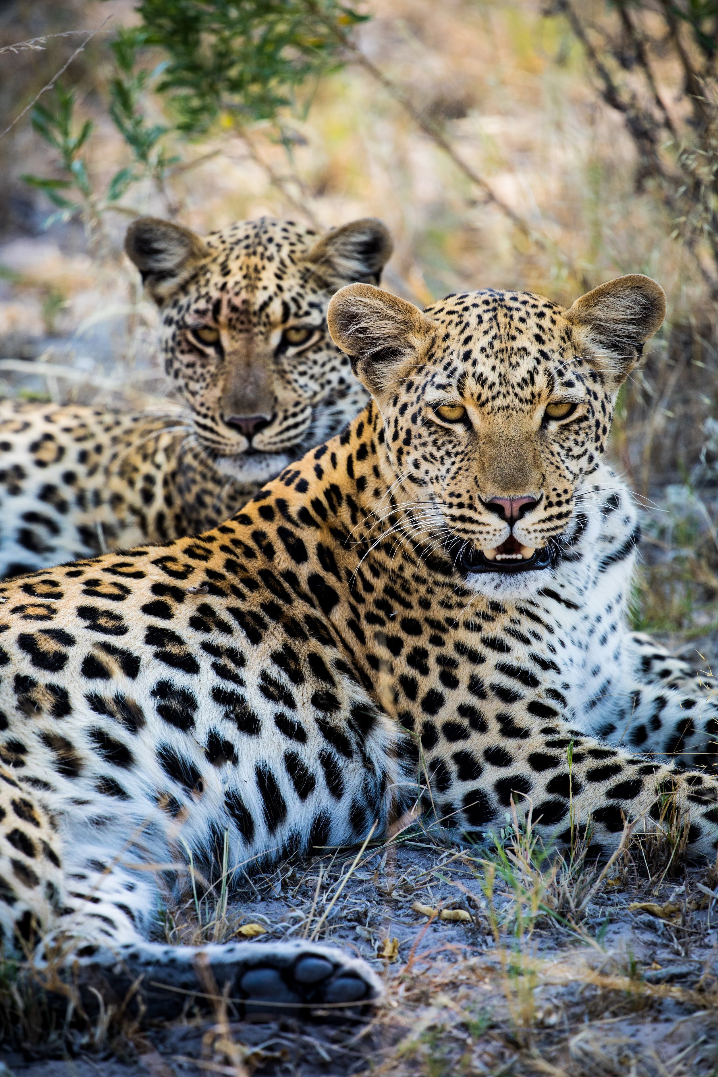 2023-GP-Botswana-Experiences-AHP-55.jpg