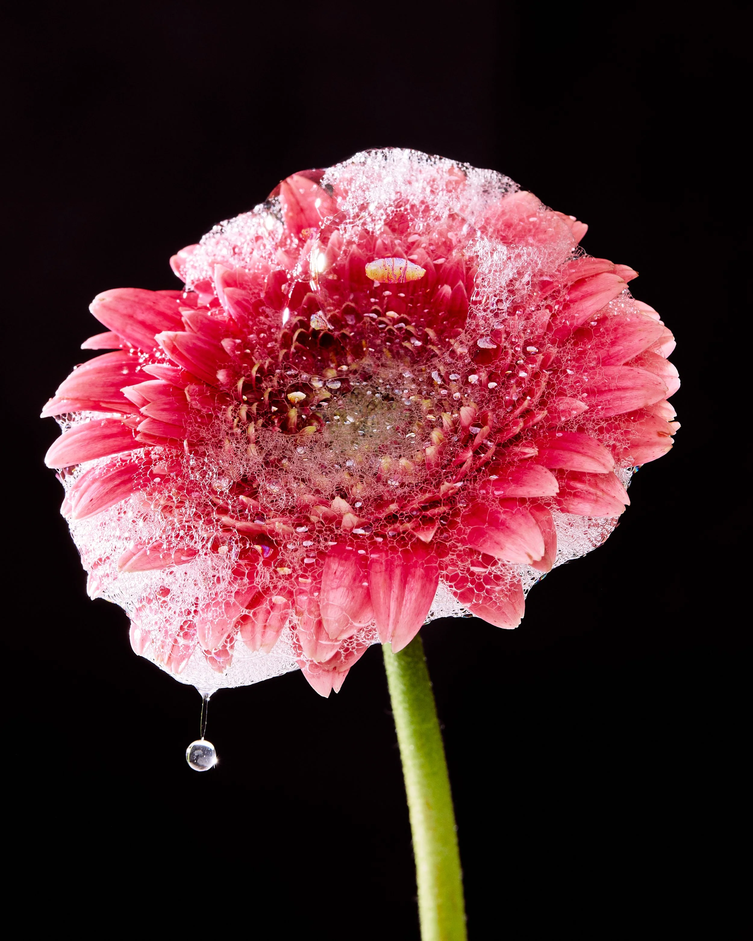 SOAPFLOWER0660 1.jpg