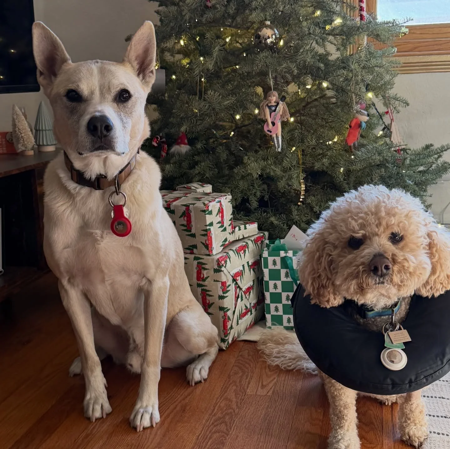 We interrupt your weekly programming with a dose of pet love!

From pups curled up by the tree to running in snow (in Chicago), our pets bring so much joy, comfort, and comedy to the season (and our workdays). We love celebrating them just as much as