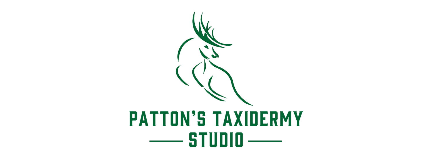 Patton's Taxidermy Studio