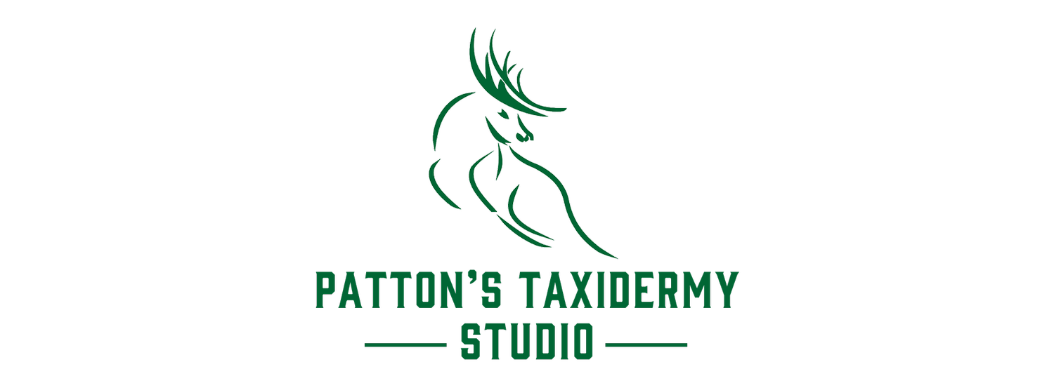 Patton's Taxidermy Studio