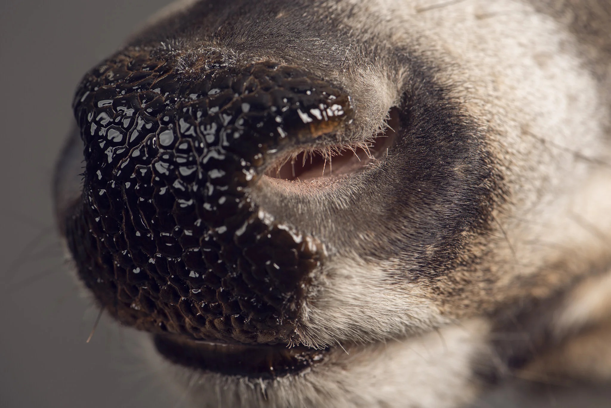 Whitetail Deer — Patton's Taxidermy Shop LLC