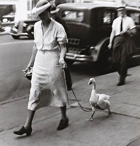 walkin-a-goose.jpg