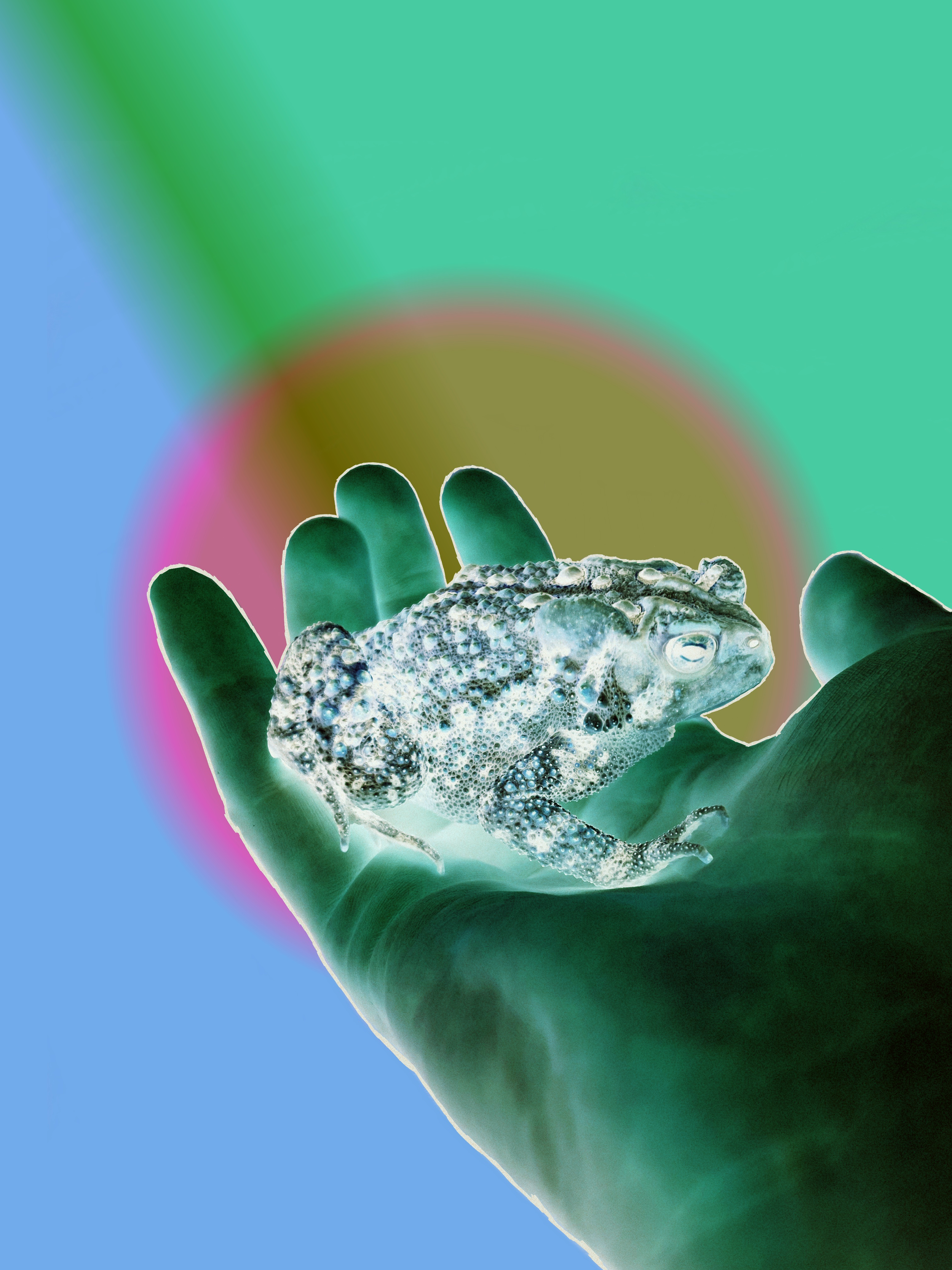 frog_in_hand_inverted.png