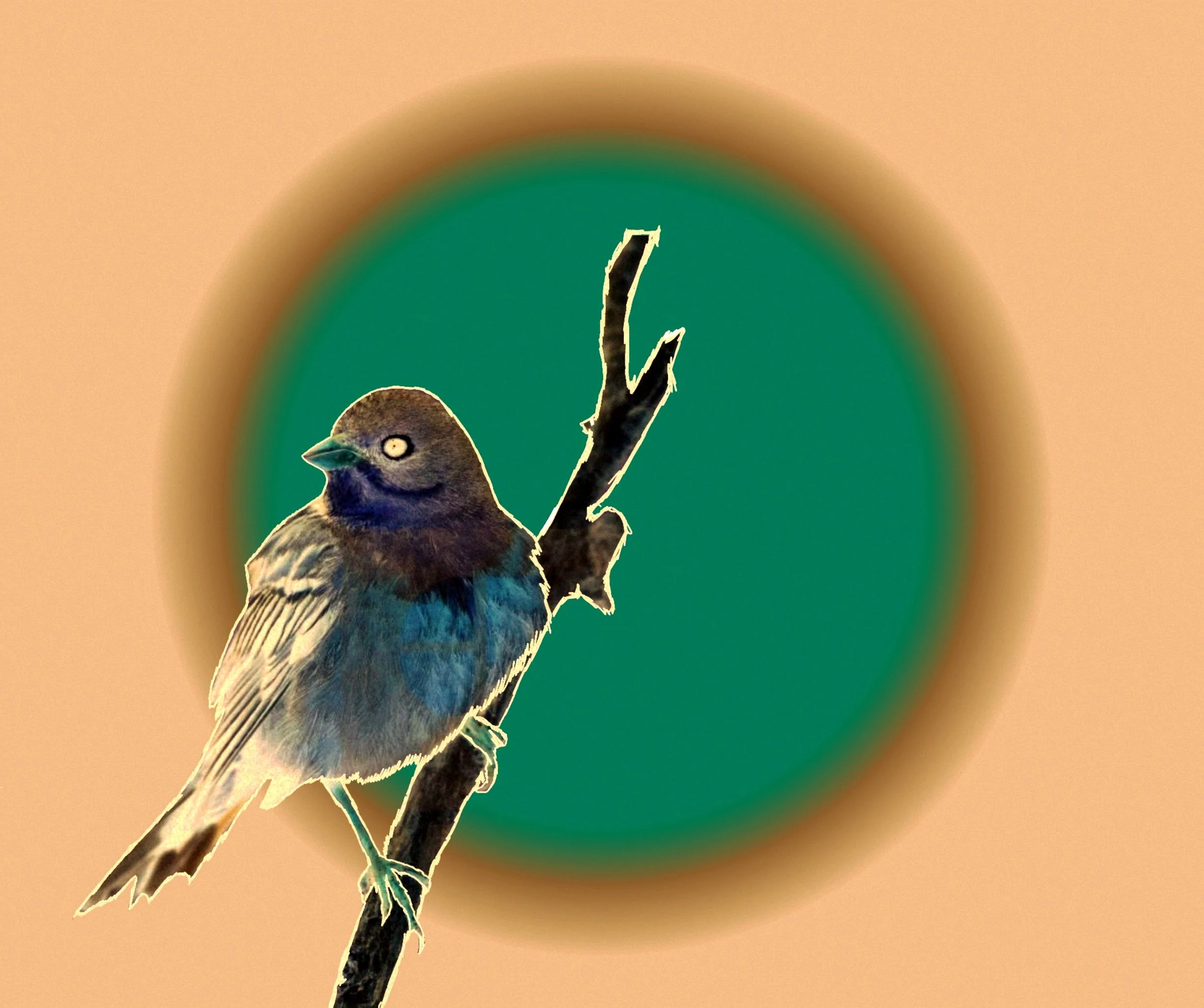 ortolan__.jpeg