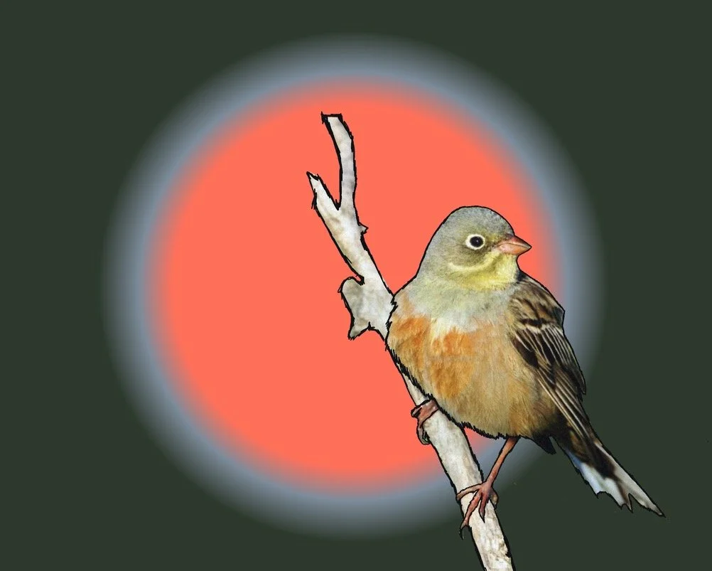 ortolan__.jpeg
