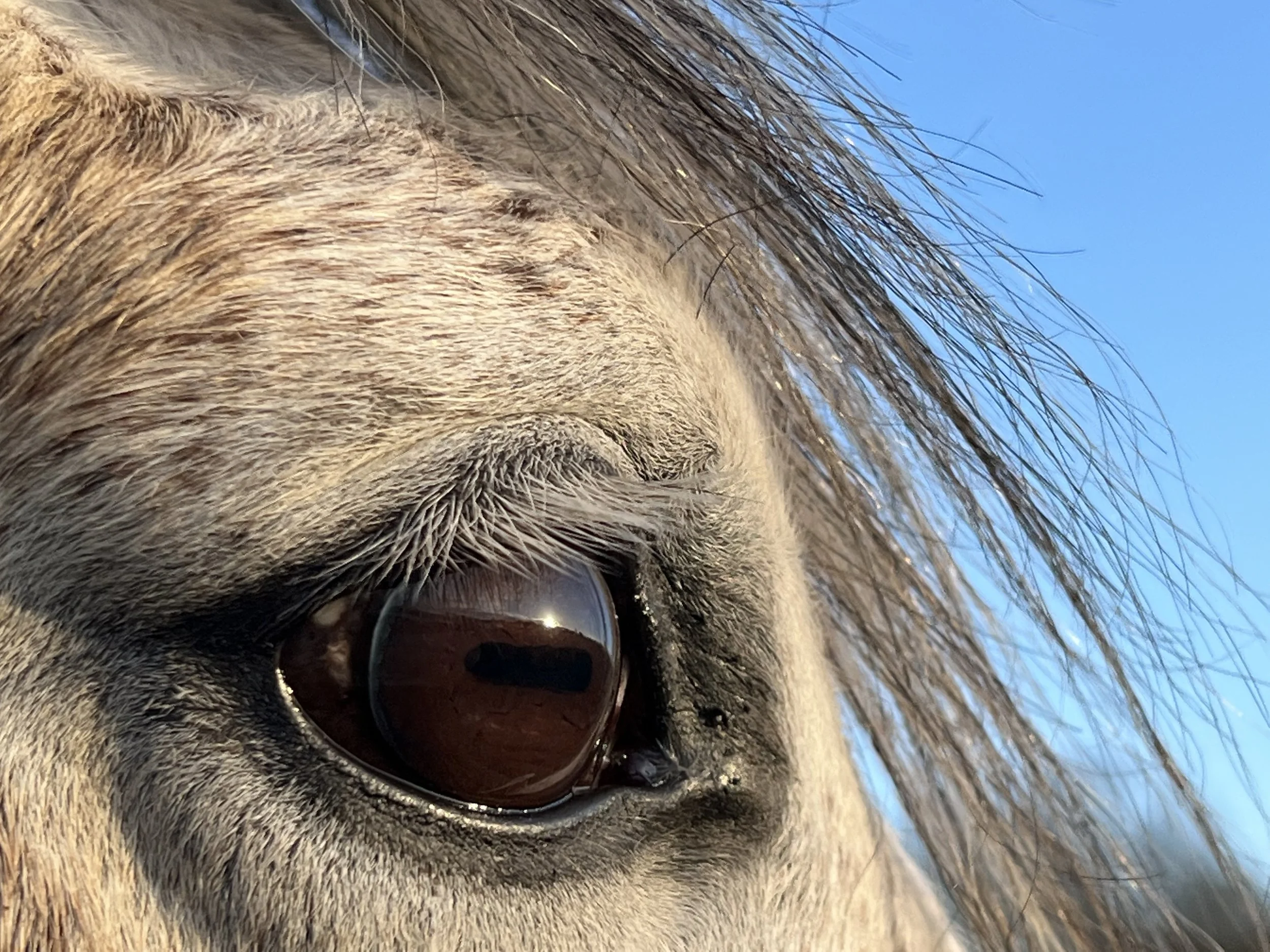 horse eye
