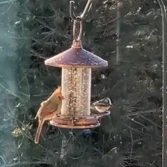 035 | Melancholy at Christmas