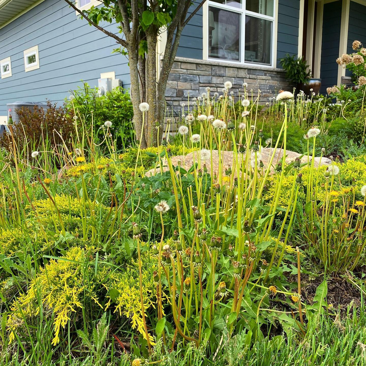 085 | The Practice of Weeding