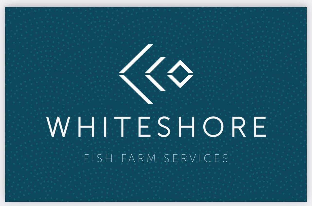 Whiteshore Cockles