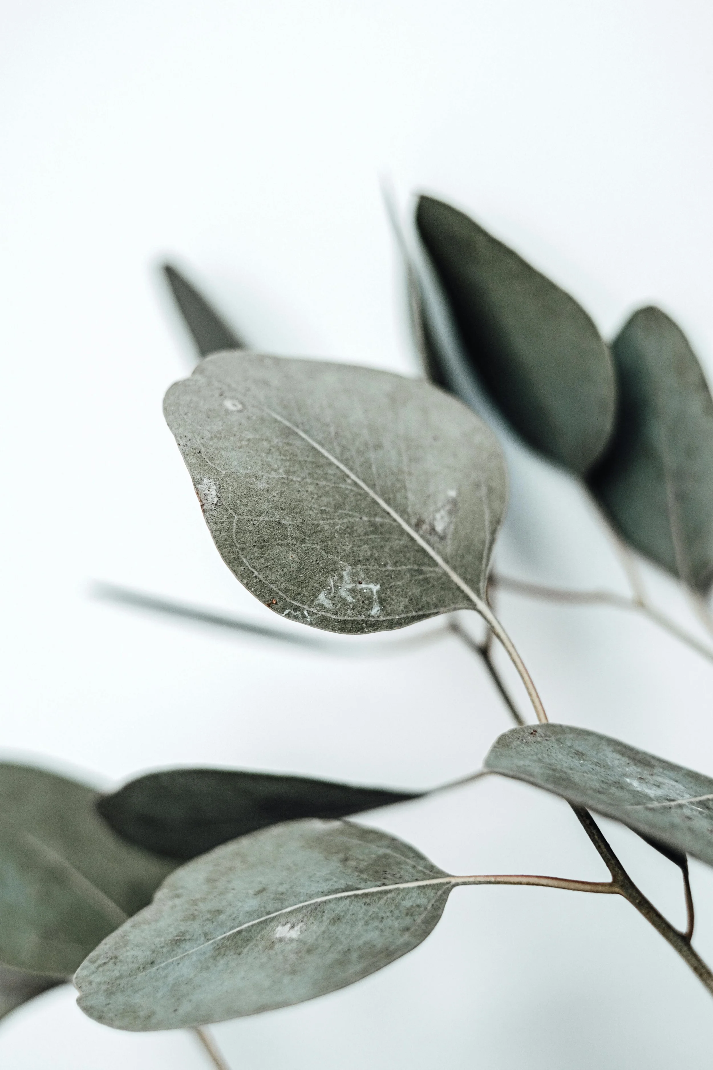January_Week 1_Image R_Eucalyptus.jpg