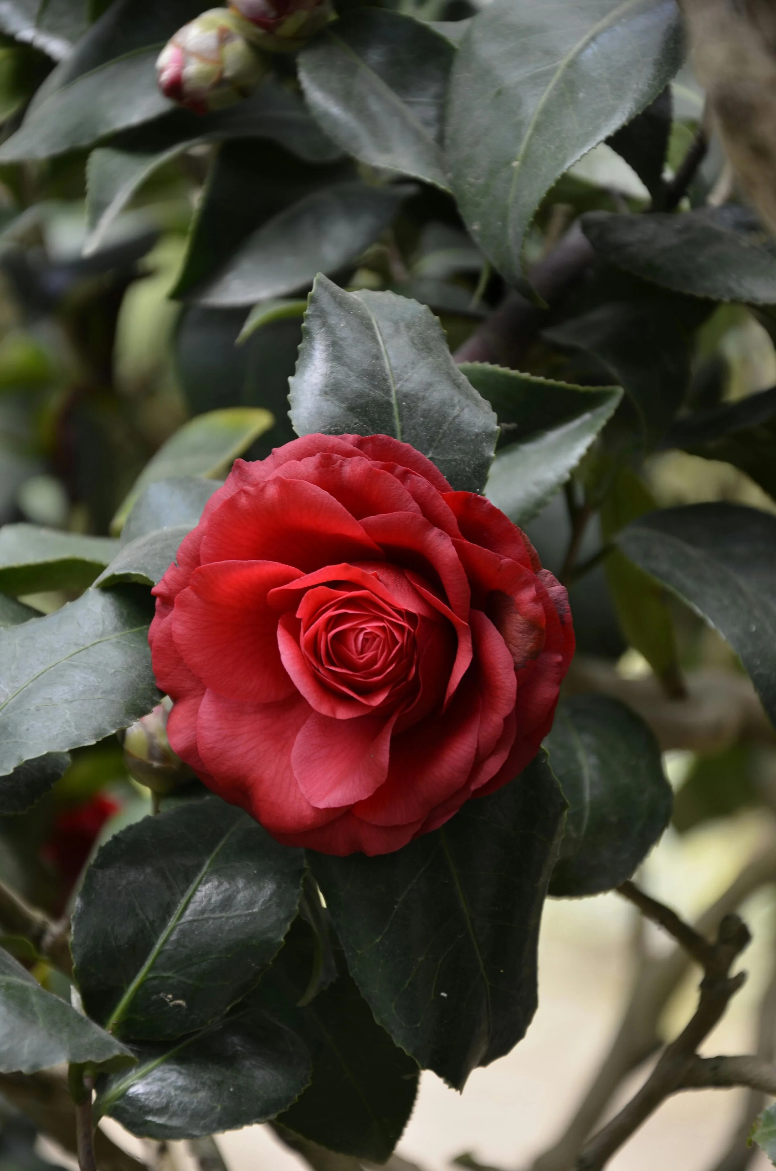 January_Week 1_Image O_Rose.jpg