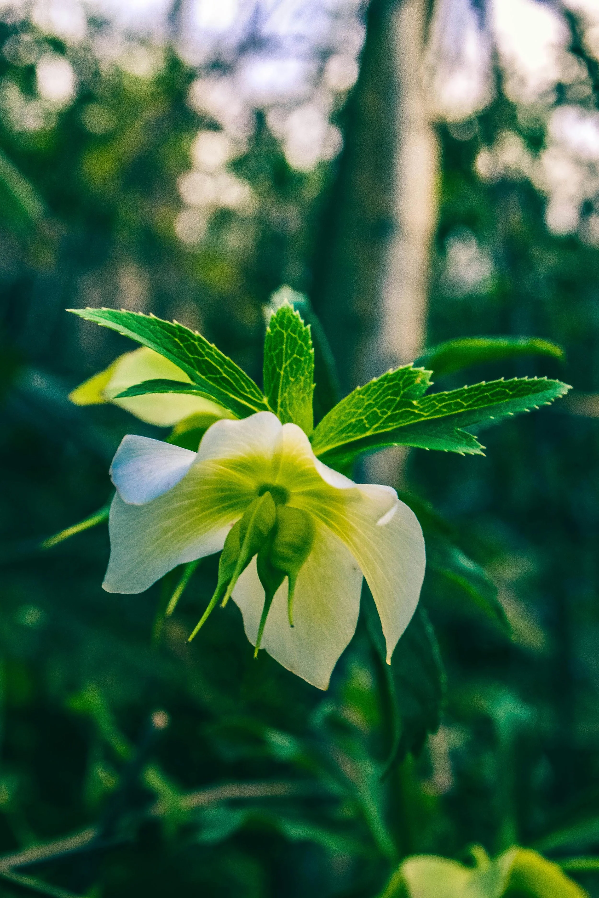 December_Week 1_Image H_Stem.jpg