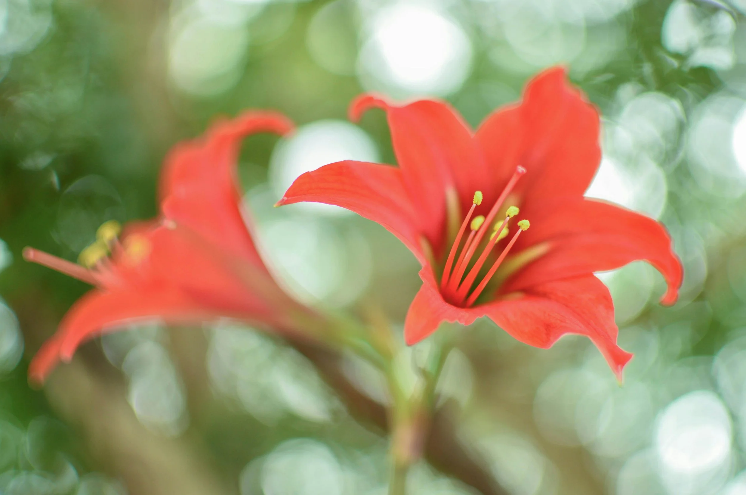 January_Week 1_Image J_Scent.jpg