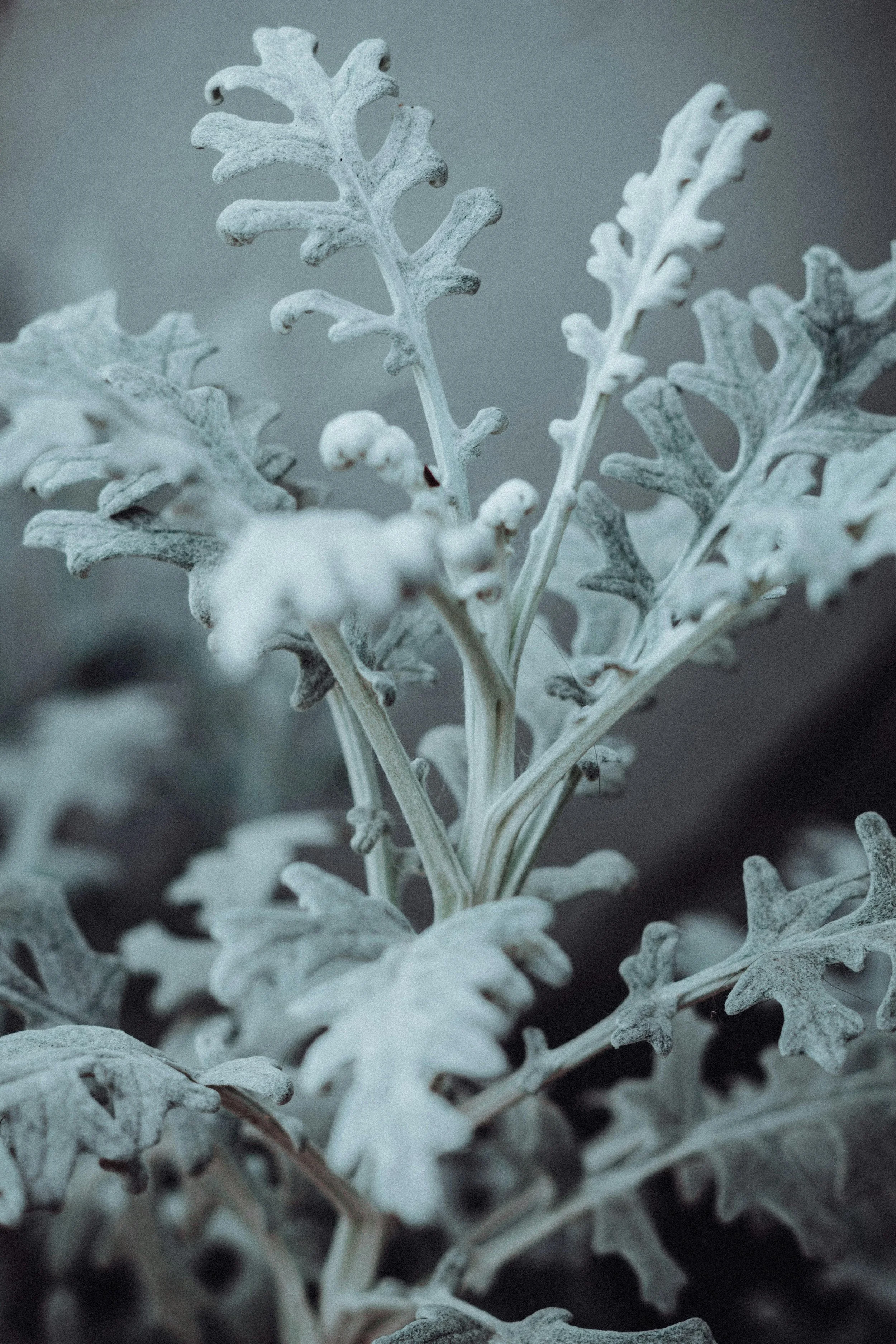 December_Week 1_Image S_Dusty Miller.jpg