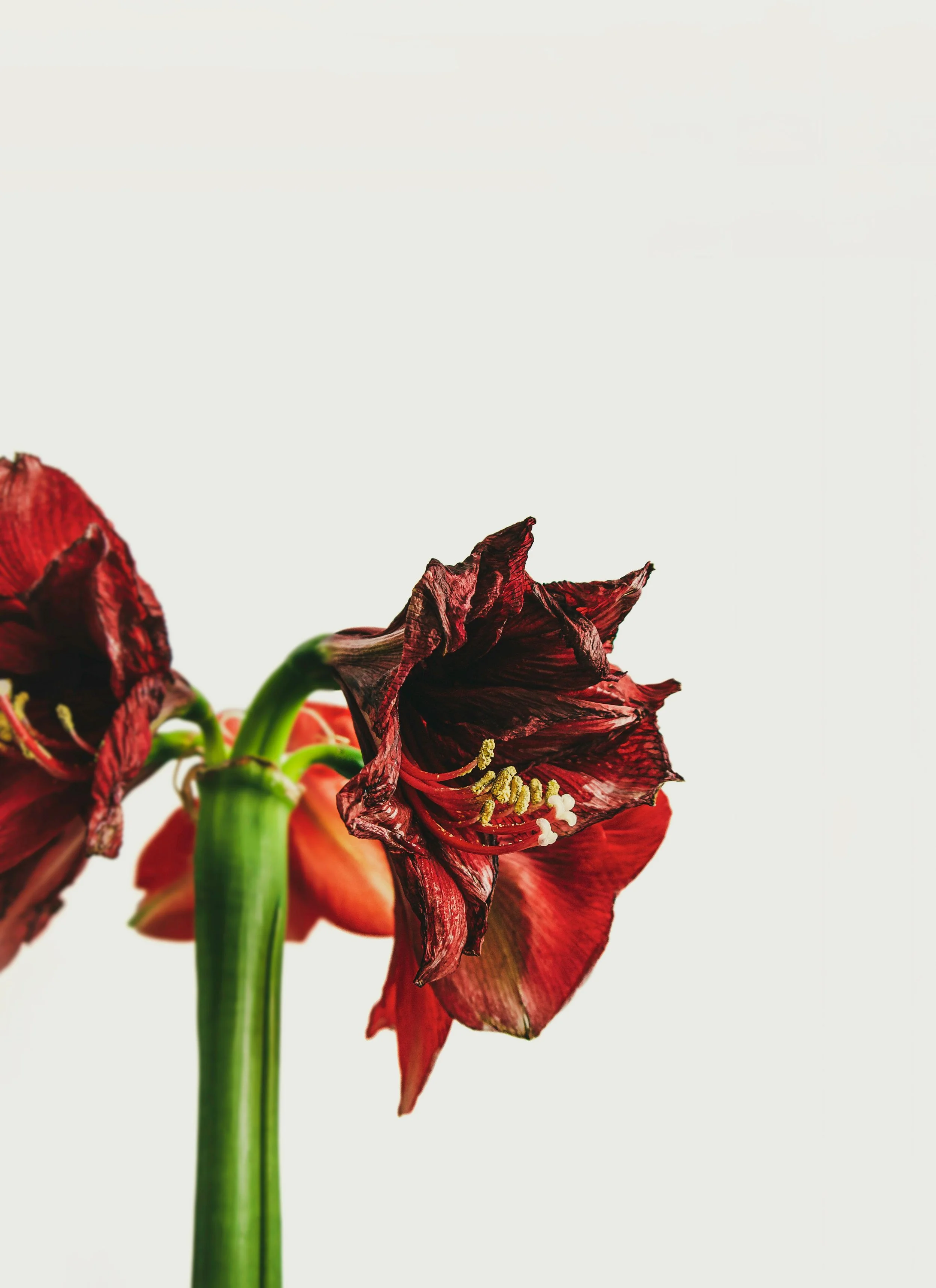 January_Week 1_Image H_Stem.jpg