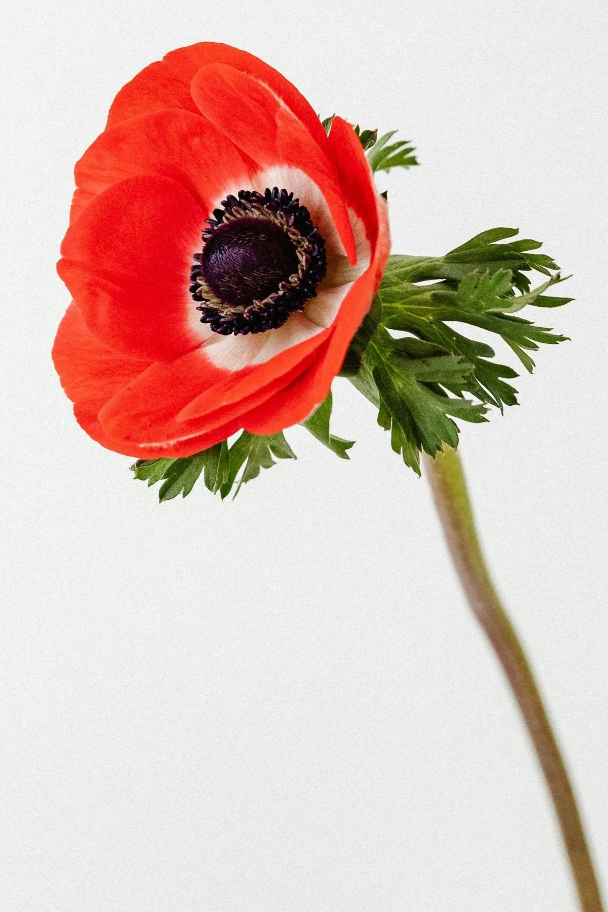 December_Week 2_Image G_Leaves.jpg