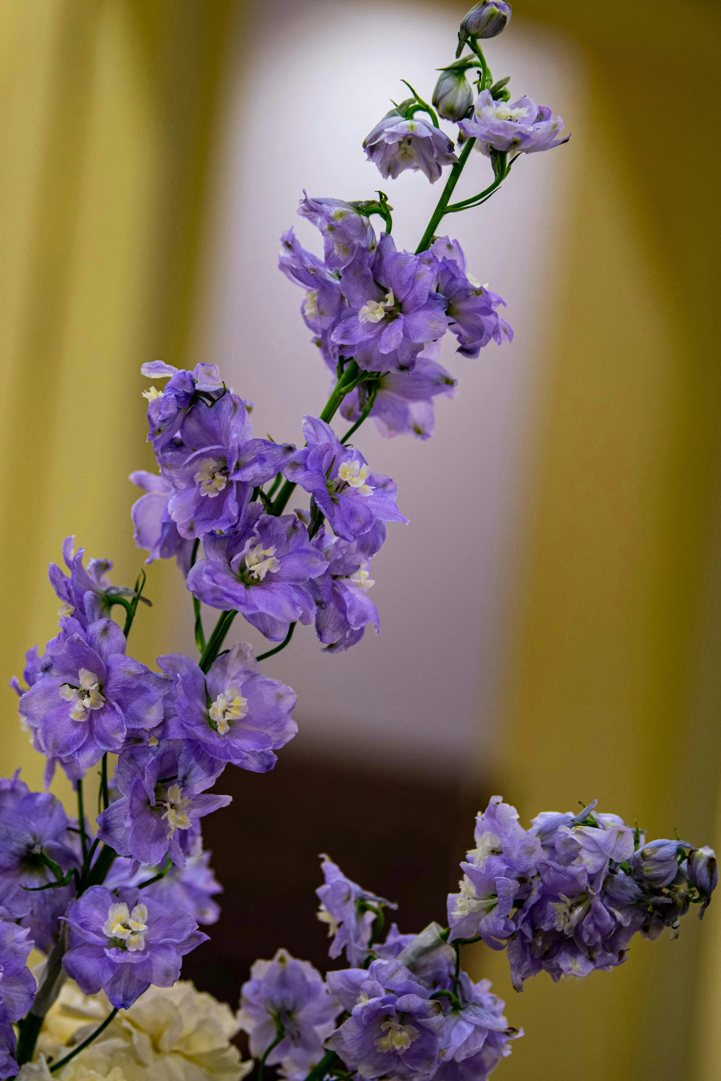 December_Week 2_Image S_Delphinium.jpg