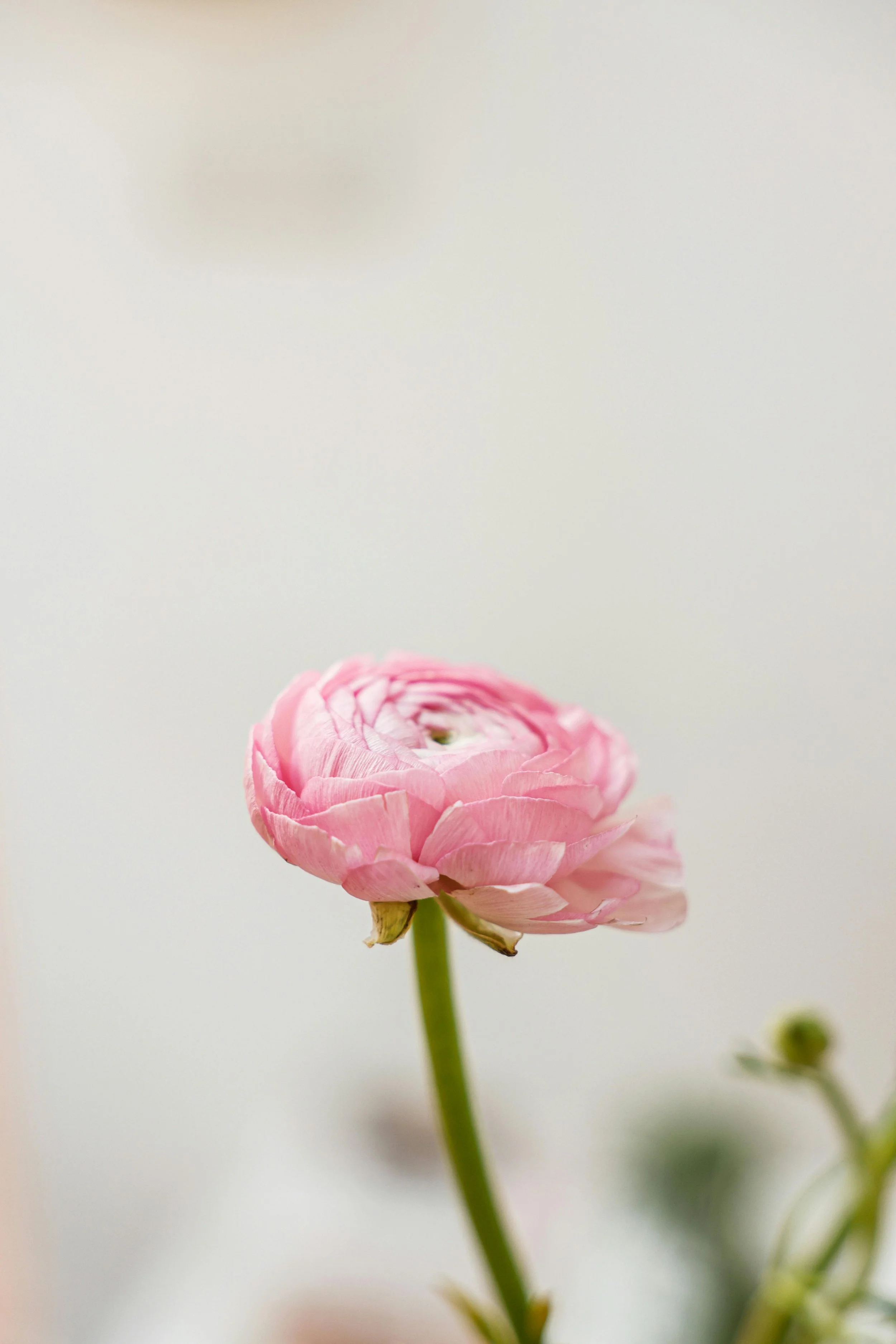 December_Week 2_Image M_Ranunculus.jpg