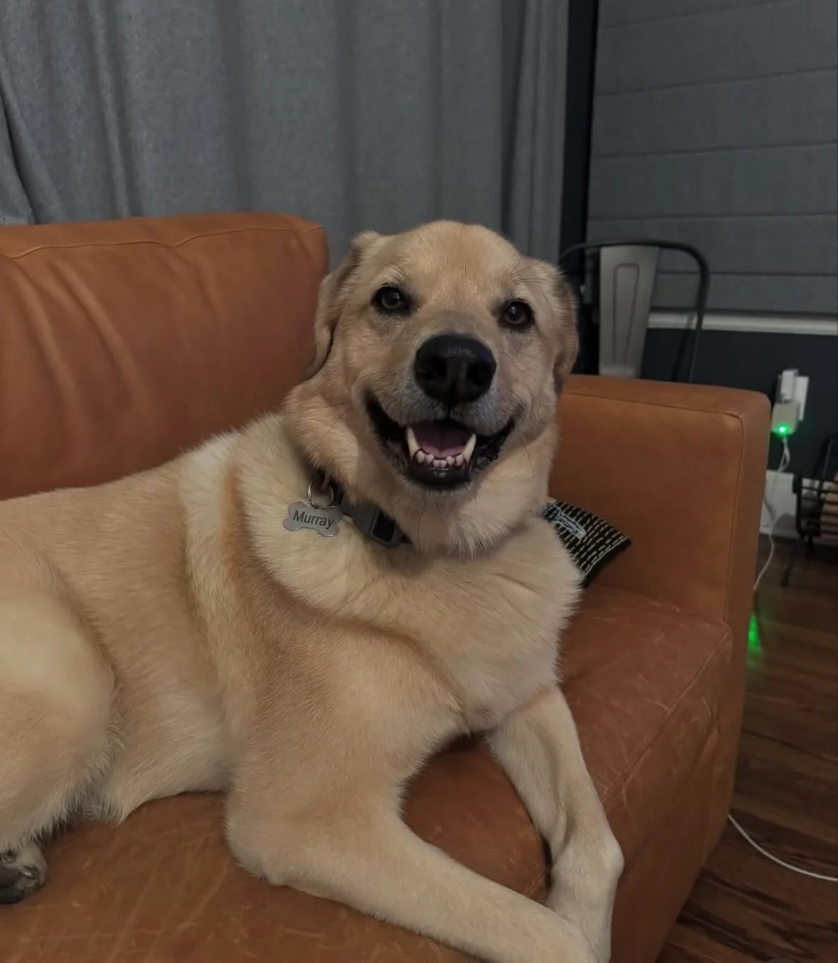 Murray appreciation! He&rsquo;s not just a boy&hellip; he&rsquo;s a good good boy!