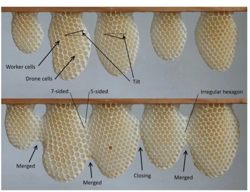 Beeswax | Honey Comb | How do Bees Build Comb | Properties of Beeswax ...